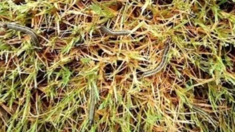 armyworms in Tennessee