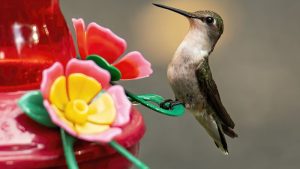 how to host hummingbirds