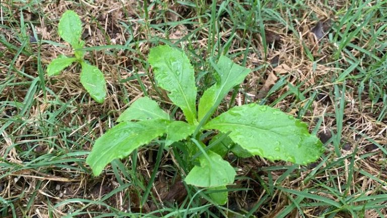 Burnweed – A unpreventable Springtime weed
